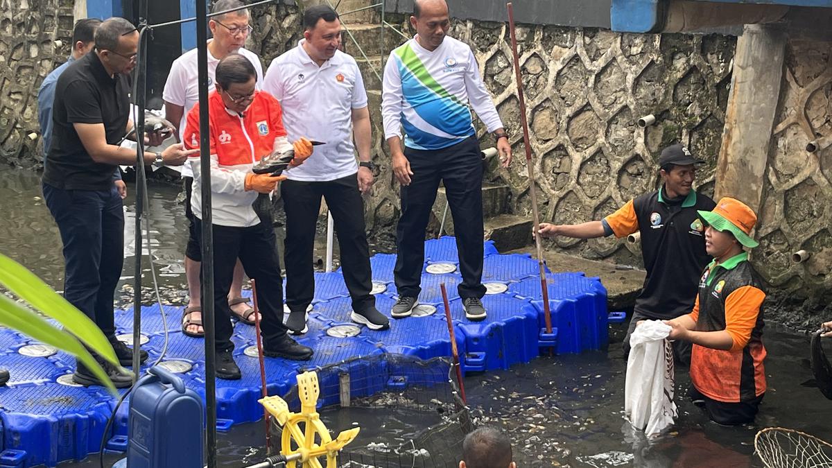 Pramono Bakal Bentuk Petugas Khusus Atasi Dominasi Ikan Sapu-Sapu di Jakarta!